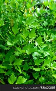 Green leaves lovage - lat name Levisticum officinale growing in the garden