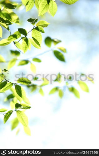 green leaves macro close up