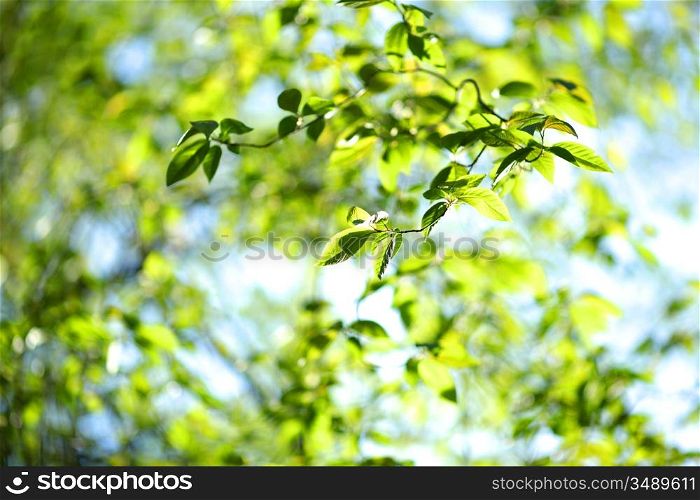 green leaves macro close up