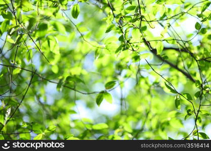 green leaves macro close up