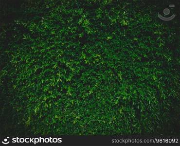 Green leaves natural wall background with vignetting