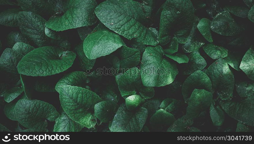 Green leaves. Nature concept