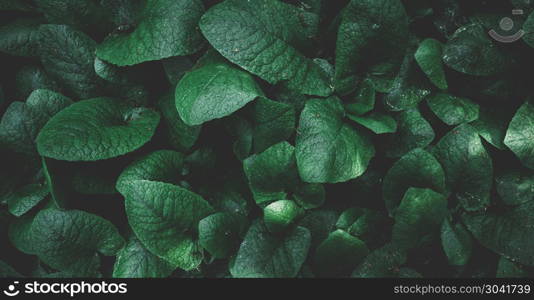 Green leaves. Nature concept