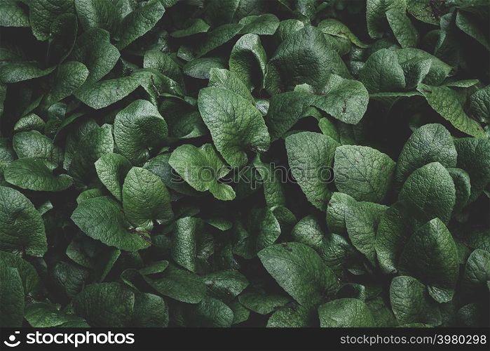 Green leaves. Nature concept