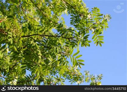 green leaves nature foliage background