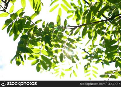green leaves nature foliage background