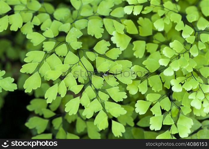 Green leaves of a plant with triangular