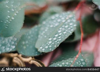 green leaves of a wedding decor with raindrops close-up, macro