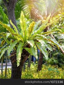 Green leaves of Bird&rsquo;s nest fern tropical plant growing on tree in the garden summer park / Asplenium nidus