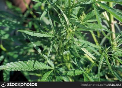 green leaves of cannabis indica in an organic planting in a garden. hemp growing for alternative healthcare.. green leaves of cannabis indica in an organic planting in a garden. hemp growing for alternative healthcare