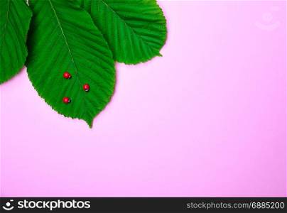 green leaves of chestnut with decorative ladybirds on a pink background, empty space on the right