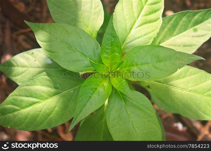 green leaves of chili peppers tree organic