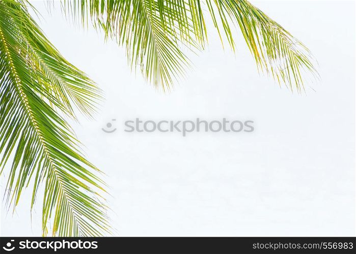 Green leaves of coconut palm tree
