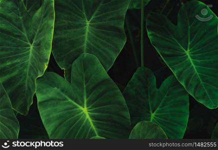 Green leaves of elephant ear in jungle. Green leaf texture with minimal pattern. Green leaves in tropical forest. Botanical garden. Greenery wallpaper for spa or mental health and mind therapy.
