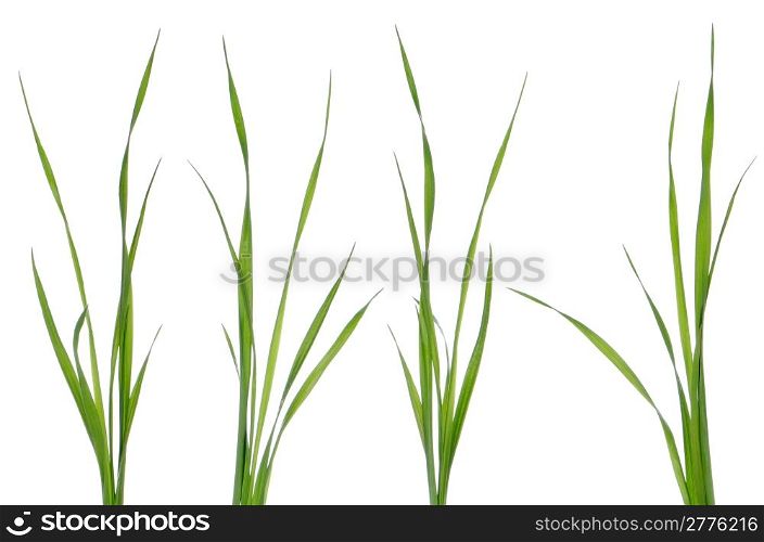 Green leaves of grass isolated on a white background.