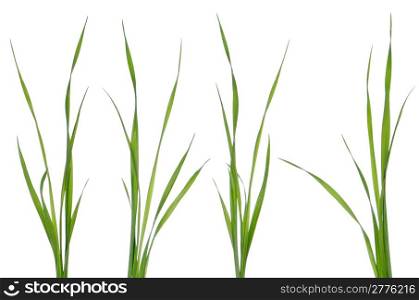 Green leaves of grass isolated on a white background.
