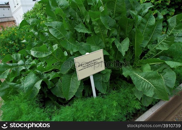 Green leaves of horseradish plant in the garden