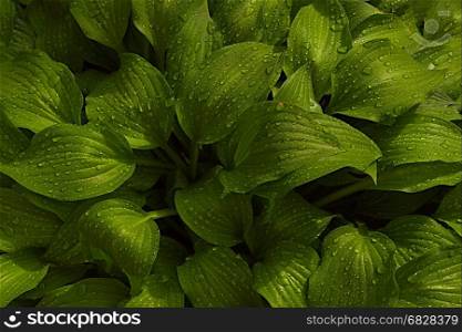 Green leaves of hosta with rain drops on flower bed in the garden