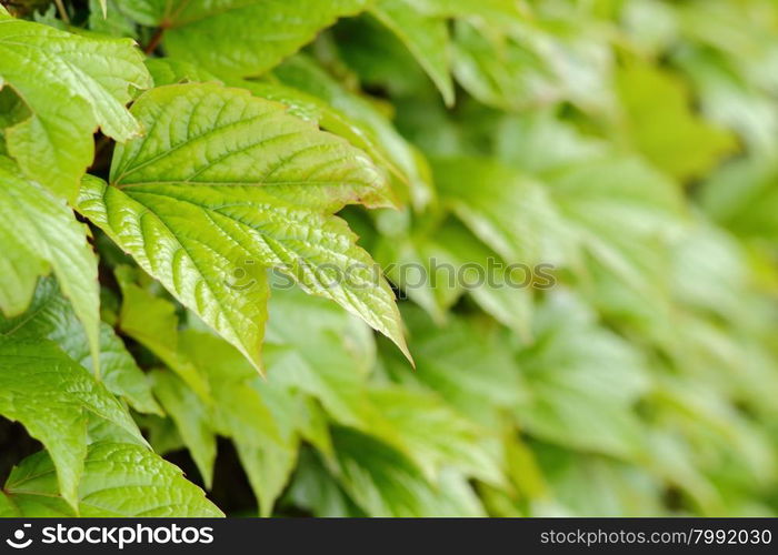 Green leaves of ivy covering the wall