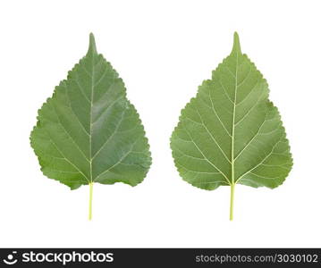 Green leaves of Mulberry or leaf tropical trees in Thailand.. Green leaves of Mulberry or leaf tropical trees in Thailand and have clipping paths to easy deployment.