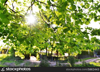 Green leaves of old linden tree