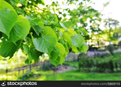 Green leaves of old linden tree