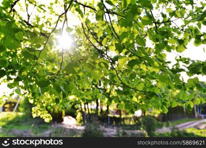 Green leaves of old linden tree