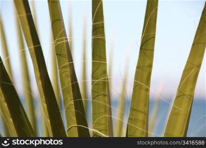 green leaves of palm