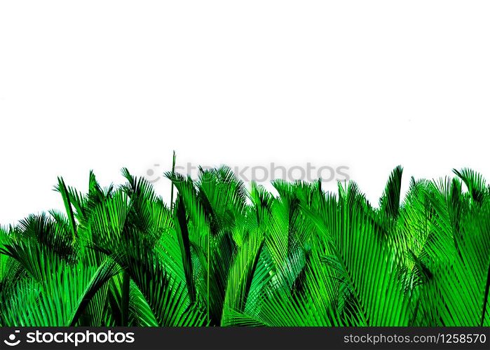 Green leaves of palm isolated on white background. Nypa fruticans Wurmb (Nypa, Atap palm, Nipa palm, Mangrove palm). Green leaf for decoration in organic products. Tropical plant. Green exotic leaf.