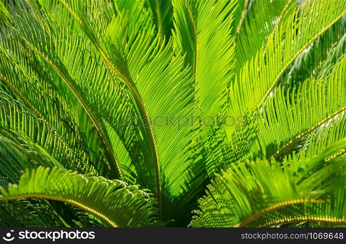 Green leaves of palm tree close up, natural green background