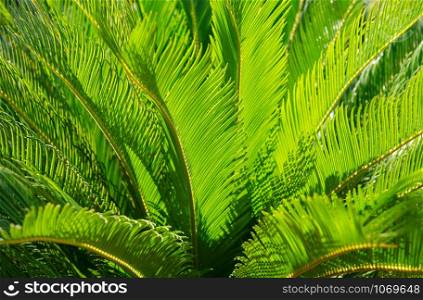 Green leaves of palm tree close up, natural green background