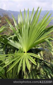 Green leaves of palm tree in Sumatra, Indonesia