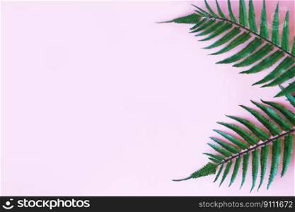 green leaves of palm tree on a bright pink background. copy space. your text. green leaves of palm tree on bright pink background. copy space. your text