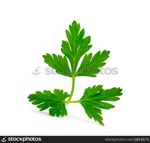 green leaves of parsley isolated on white background