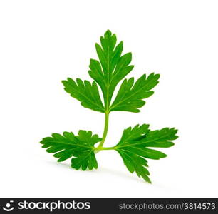 green leaves of parsley isolated on white background