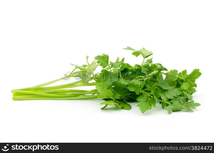 green leaves of parsley isolated on white background