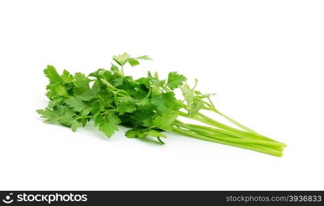 green leaves of parsley isolated on white background