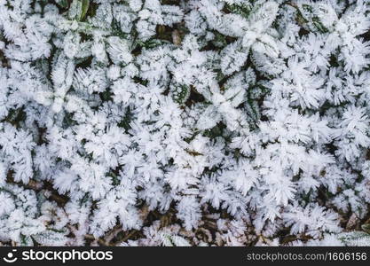 Green leaves of plants covered with frost