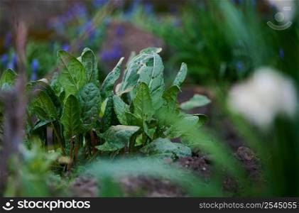 Green leaves of sorrel in the garden on a spring day