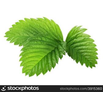 Green leaves of strawberries isolated on white background. Green leaves of strawberries