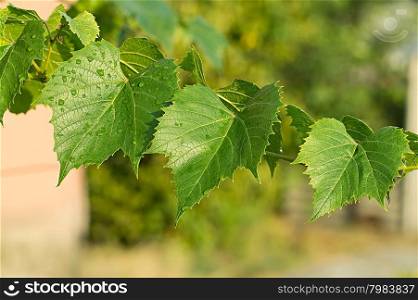 green leaves of the grape in nature background