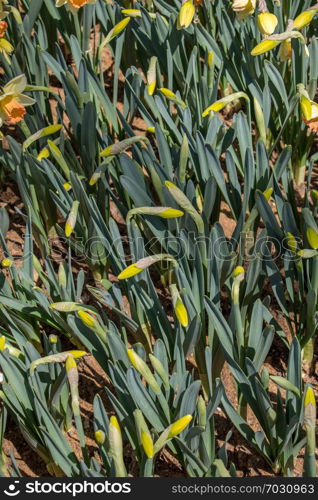 Green leaves of the spring season