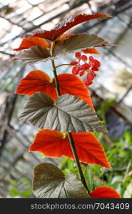 Green leaves of the spring season