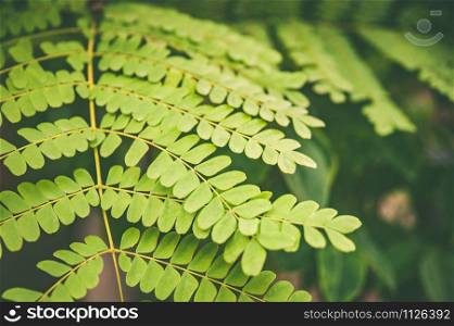 Green leaves of tropical fern plants, green jungle summer background in vintage tone