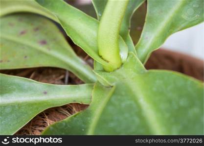 Green leaves of tropical pitcher plant, Nepenthe