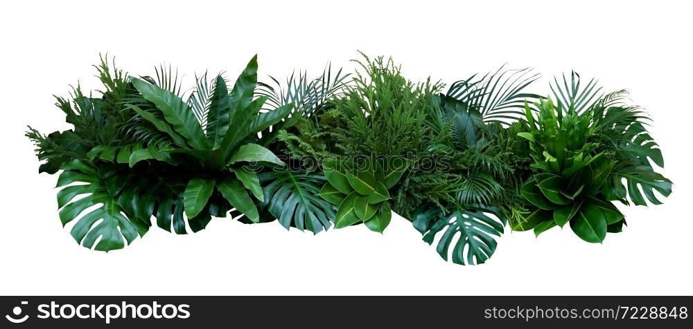 Green leaves of tropical plants bush (Monstera, palm, fern, rubber plant, pine, birds nest fern) floral arrangement indoors garden nature backdrop isolated on white background, clipping path included.