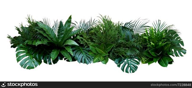 Green leaves of tropical plants bush (Monstera, palm, fern, rubber plant, pine, birds nest fern) floral arrangement indoors garden nature backdrop isolated on white background, clipping path included.