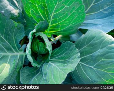 Green leaves of vegetable in garden. Leafy green vegetable. Top view of cabbage growth in farm. Organic vegetable farm. Plant cultivation. Agriculture. Rich source of natural vitamin c and vitamin k.