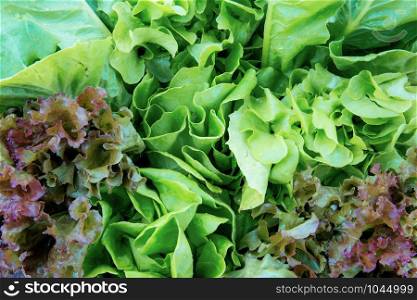 Green leaves of vegetables with texture background.