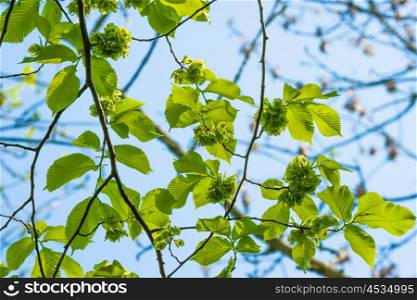 Green leaves on a elm tree in the spring